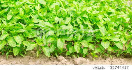 green pepper seedlings in the greenhouse 56744417
