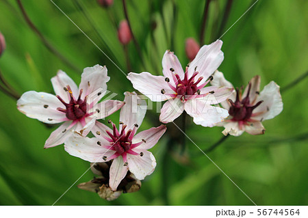 Flowering rush flowers in close up Flowering rush flowers in close up 56744564