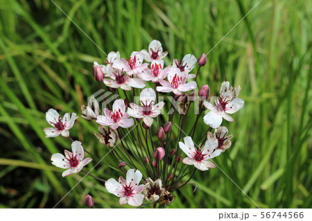 Flowering rush flowers in close up 56744566