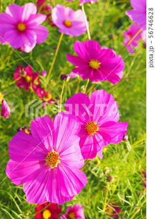 秋(コスモス） 56746628