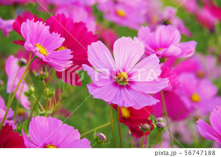 秋(コスモス） 56747188