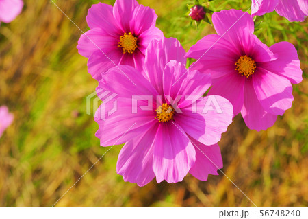 秋(コスモス） 56748240