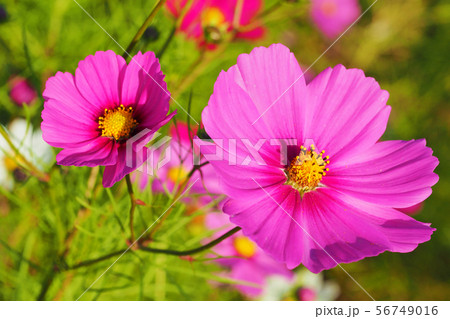 秋(コスモス） 56749016