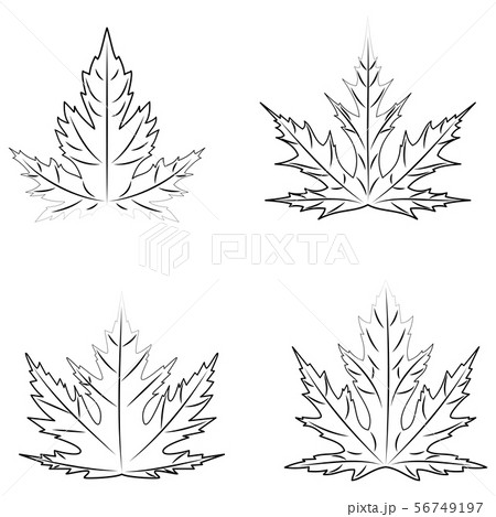 Autumn Outline Leaves Of Silver Maple On White のイラスト素材