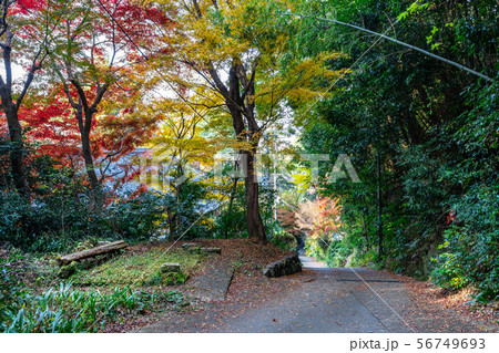 日向大神宮境内の紅葉 56749693