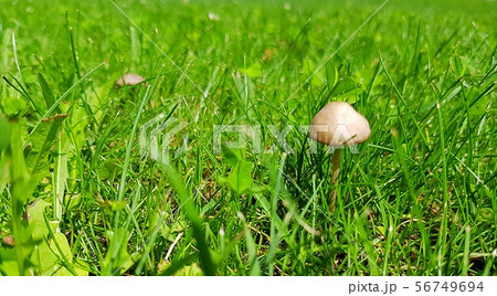 white inedible mushroom in the grass 56749694