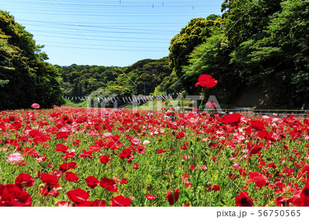 花の国(初夏) 花の国(初夏) 56750565
