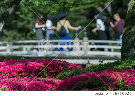 兼六園のツツジ 56750926