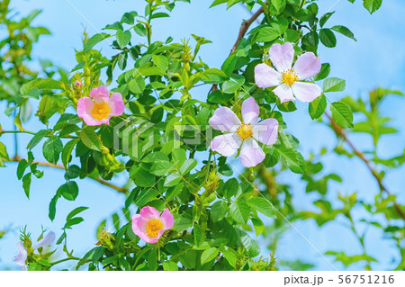Pink Flowers of Rosa Multiflora Pink Flowers of Rosa Multiflora 56751216