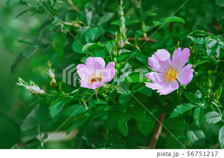 Pink Flowers of Rosa Multiflora Pink Flowers of Rosa Multiflora 56751217
