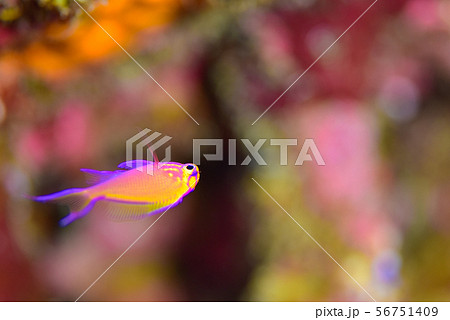 ハナゴンベの幼魚 ハナゴンベの幼魚 56751409