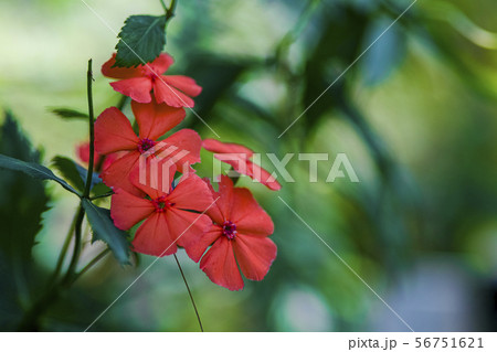 フシグロセンノウの花 56751621