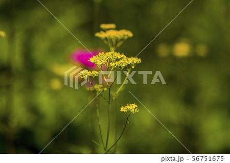 オミナエシ オミナエシ 56751675