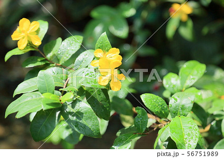 ミッキーマウスの木の花 56751989