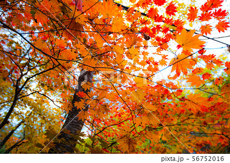 秋色に染まる　花巻温泉郷 56752016