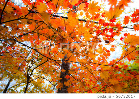 秋色に染まる　花巻温泉郷 56752017