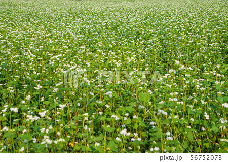 ソバの花　たくみの里付近風景　　群馬県水上町 56752073