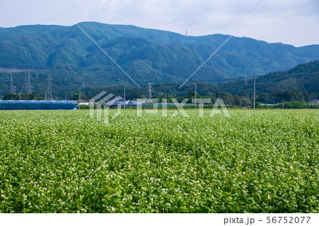ソバの花 たくみの里付近風景 群馬県水上町 ソバの花 たくみの里付近風景 群馬県水上町 56752077