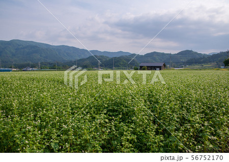 ソバの花　たくみの里付近風景　　群馬県水上町 56752170
