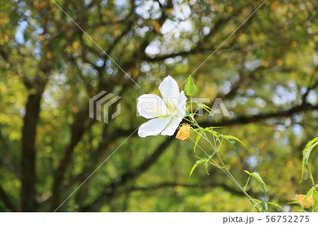 タイタンビカスの花 56752275