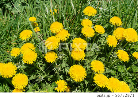 資料 道端の雑草の中でたくましく咲くたんぽぽの花の写真素材