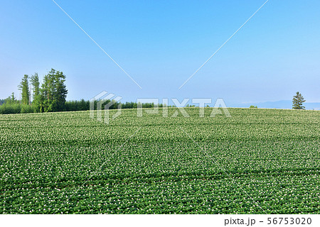 美瑛の丘 56753020