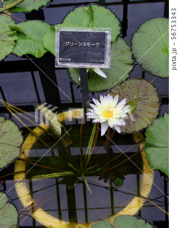 植物公園 56753343