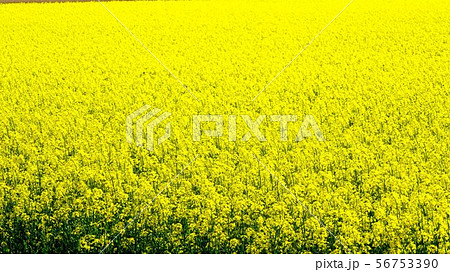 菜の花畑　平取町 56753390