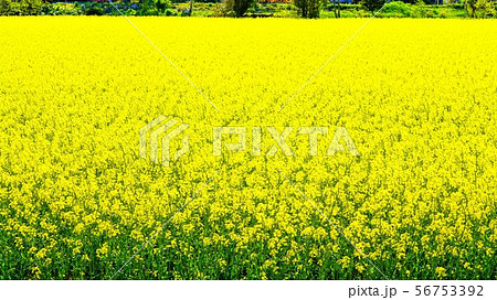 菜の花畑　平取町 56753392