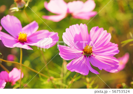 秋(コスモス） 56753524