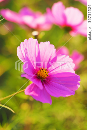秋(コスモス） 56753526