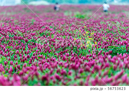 河北潟のクリムゾンクローバ 56753623