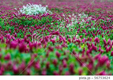 河北潟のクリムゾンクローバ 56753624