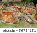 奈良公園 56754151