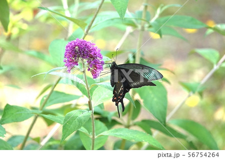 ブッドレアとミヤマカラスアゲハ 56754264
