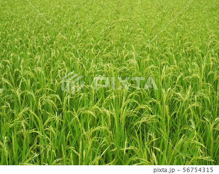 頭を垂れた稲穂 56754315