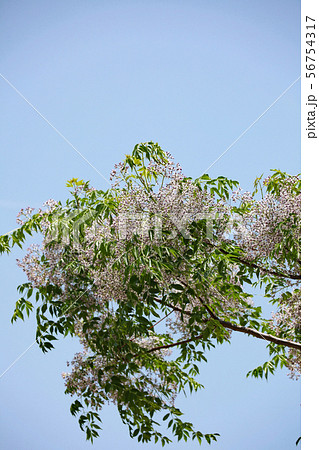 センダンの花 56754317