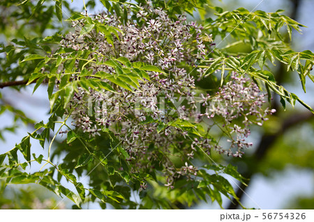 センダンの花 56754326