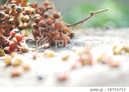 乾燥山椒 乾燥山椒 56754752