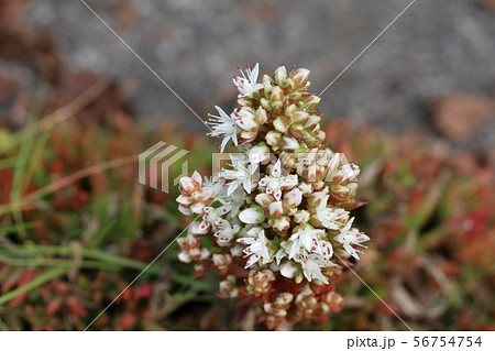 自生の爪蓮華(ツメレンゲ)  見かけによらず逞しい！ 56754754