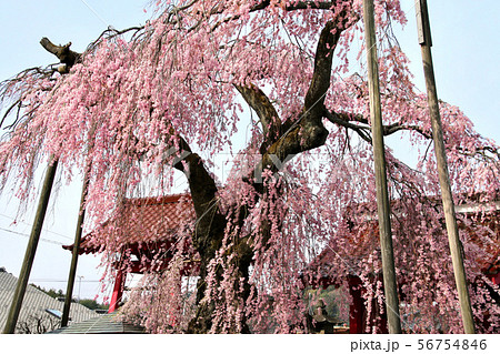 妙関寺の乙姫桜（福島県・白河市） 56754846