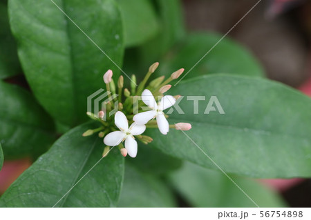 シロバナサンタンカ（白花山丹花） 56754898