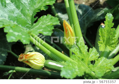 ズッキーニ 56755357