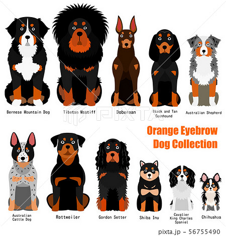 オレンジ色の眉の犬の一覧のイラスト素材
