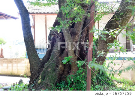 桜森のヒガン桜 56757259