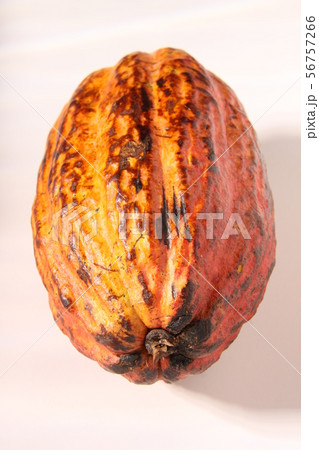 アマゾン産のカカオの実 56757266