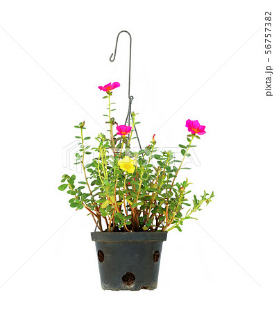 hanging flower pot on white background hanging flower pot on white background 56757382