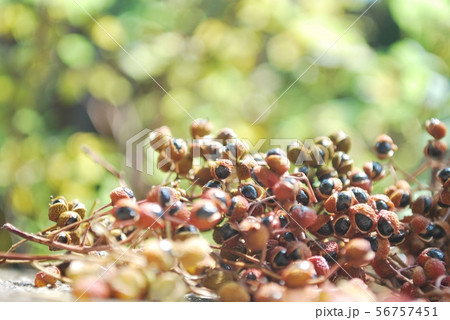 乾燥山椒 56757451