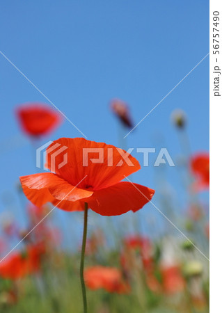 ポピー　青空背景 56757490