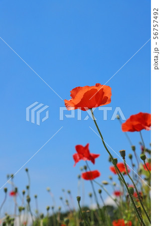 ポピー　青空背景 56757492